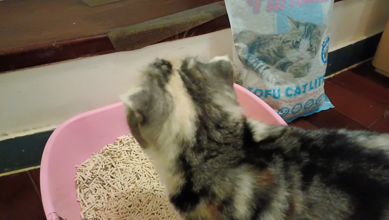 女人知己試用大隊,口碑行銷,部落客行銷,PurreLand 倍淨豆腐貓砂,好市多購買,COSTCO購買,豆腐貓砂,PurreLand倍淨,低粉塵,易清理,可沖馬桶,提供絕佳的除臭與凝結力,豆腐貓砂評價,貓砂評價,使用心得,貓砂分享,好用,原味,綠茶,豆腐砂,水量需完全覆蓋貓砂,水量需貓砂的2~3倍以上,豆腐砂評價,高CP值,划算